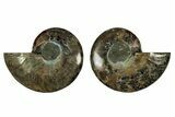 Cut & Polished, Agatized Ammonite Fossil - Madagascar #344100-1